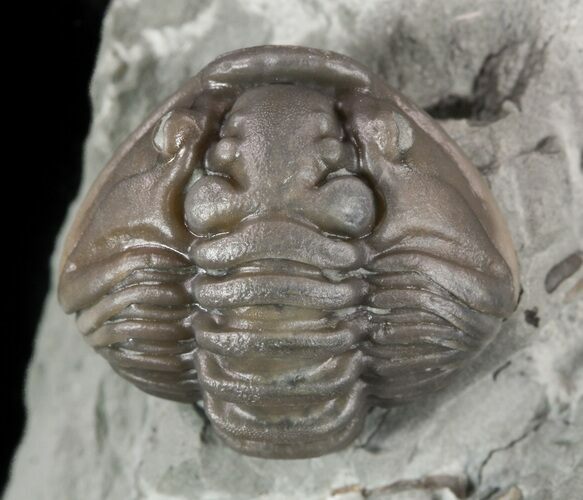 Wide, Enrolled Flexicalymene Trilobite In Shale - Ohio #52196